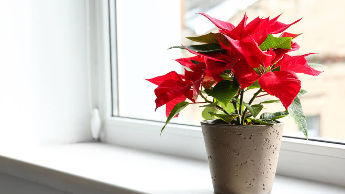 Grå vase med papegøyenebbplante med røde blader på vinduet