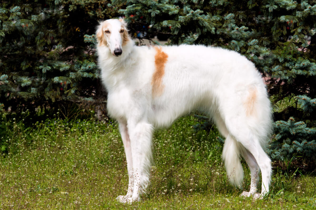 hund av rasen Borzoi