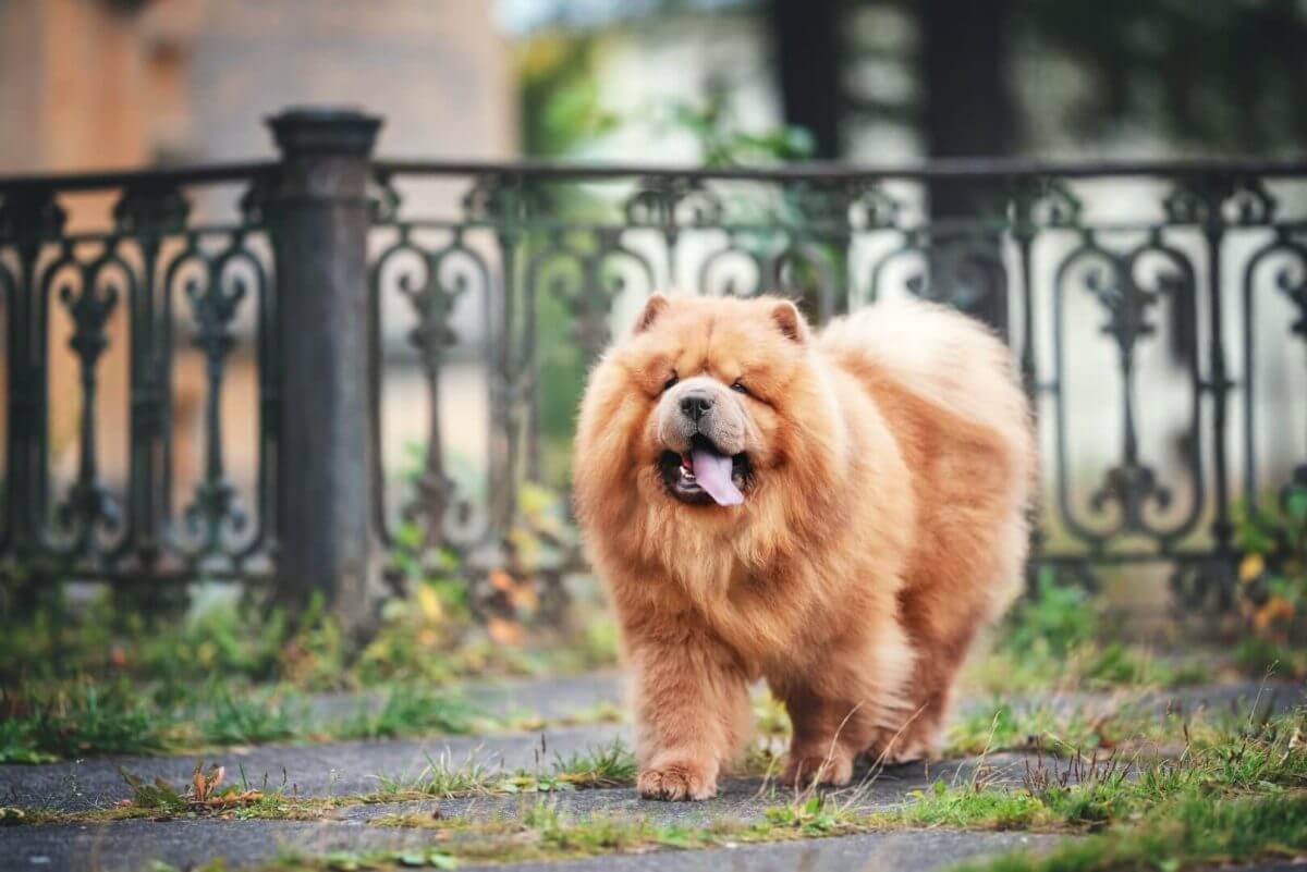 Chow chow går på gaten