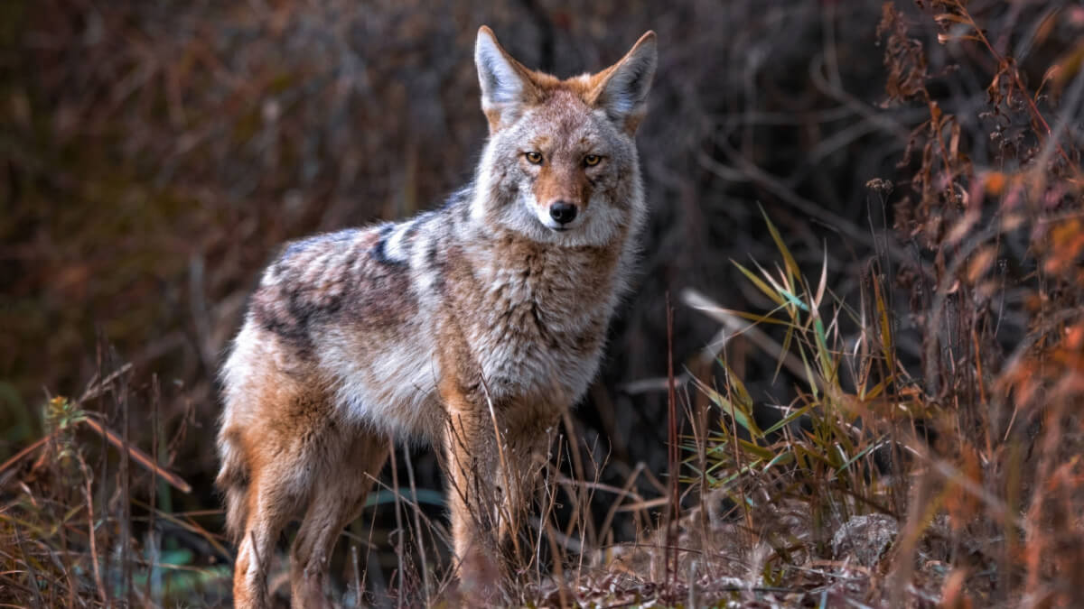 Coyote i gresset ser frem