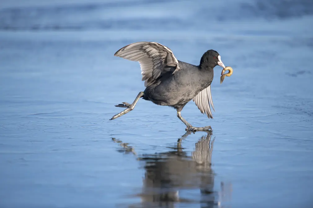 Coot on ice, av Zhai Zeyu, Kina