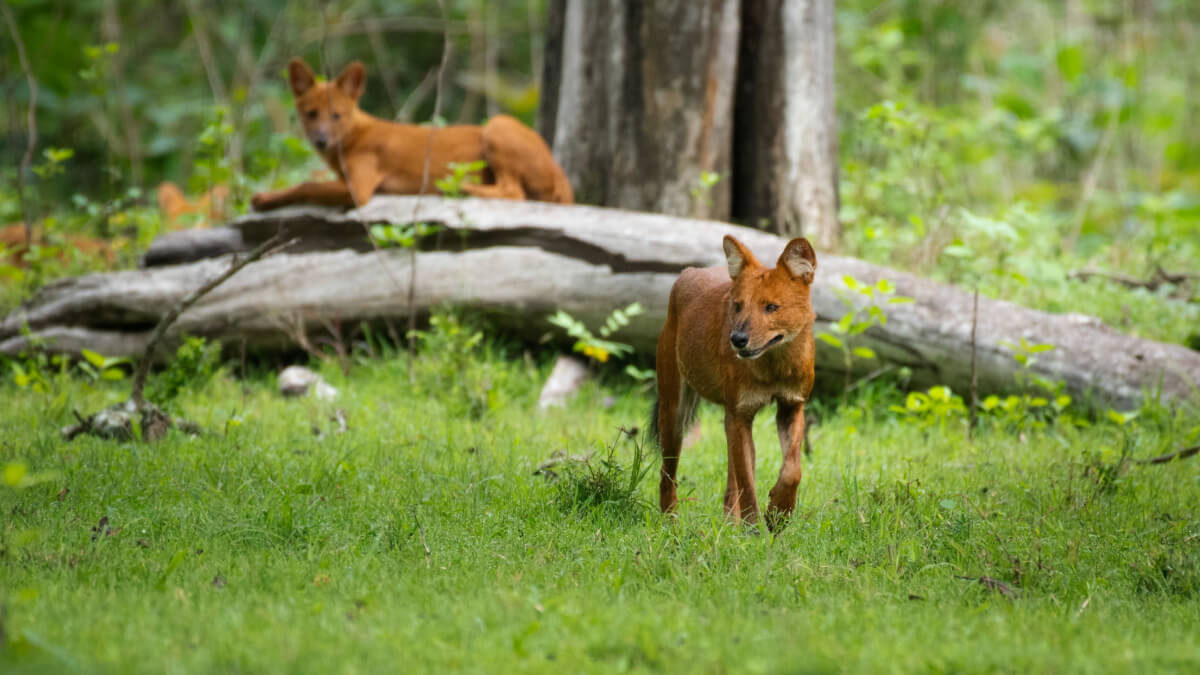 Dhole walking i gress og en dhole i bakgrunnen på toppen av et falt tre