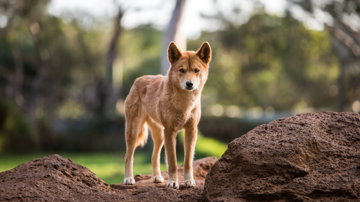 Dingo blant steiner