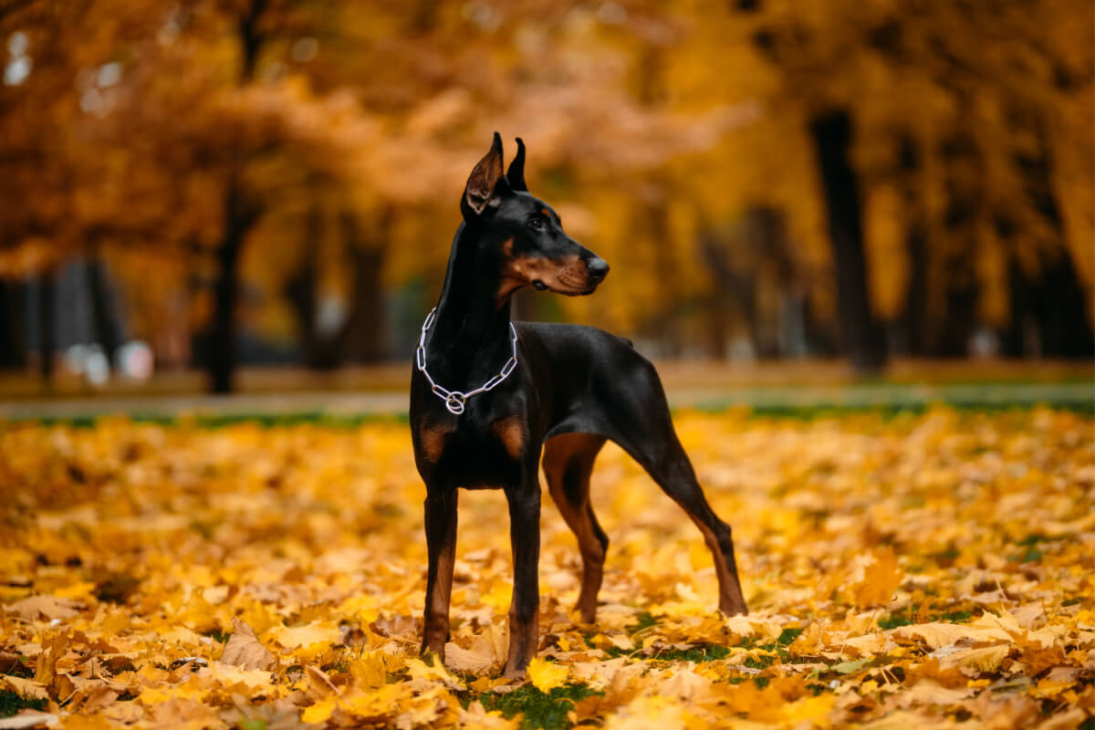 Dobermann i en skog