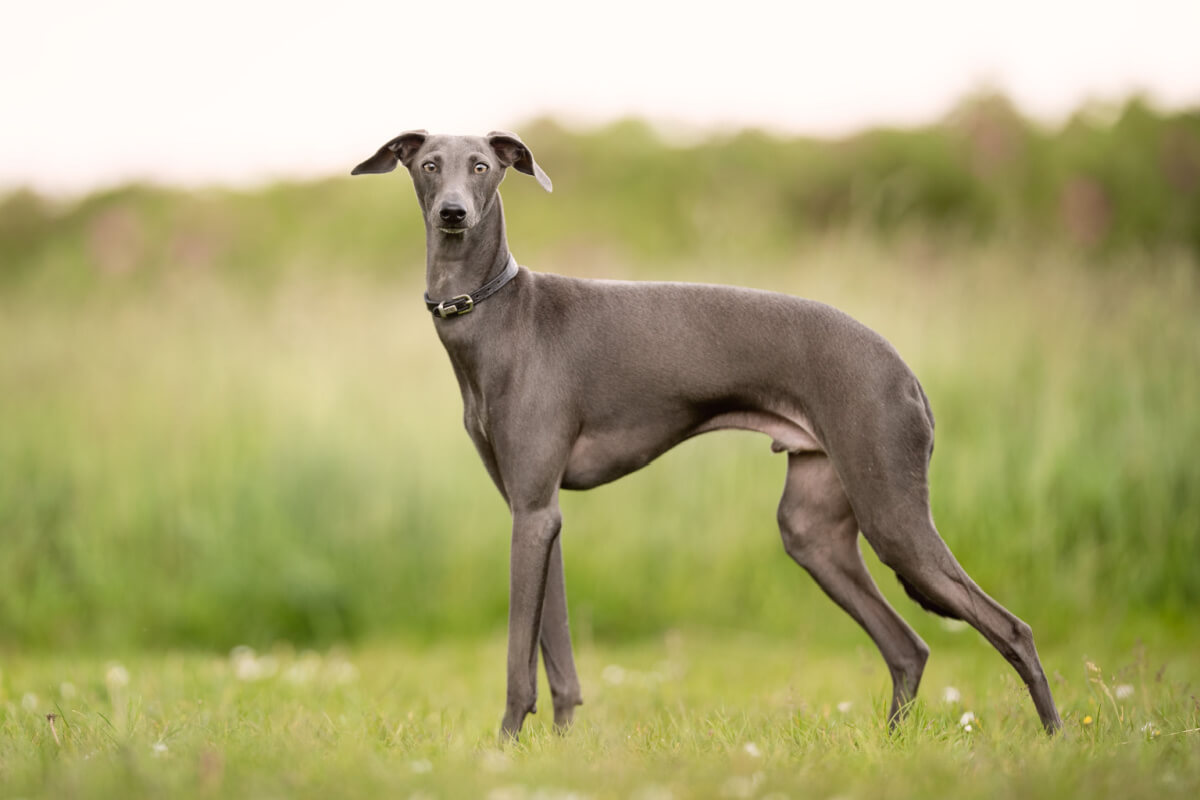 Greyhound rase hund