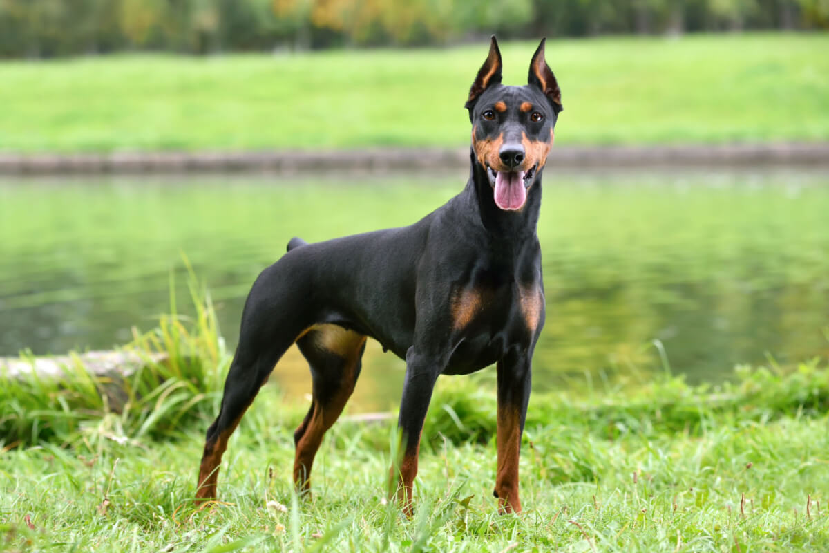 Brun og svart tysk pinscher