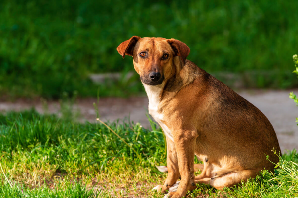 Østerriksk pinscher sitter på gresset