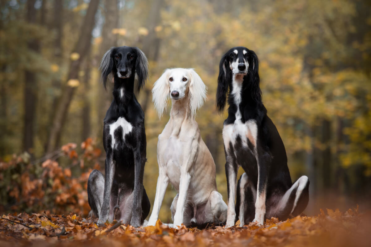 Tre saluki-hunder sitter i skogen