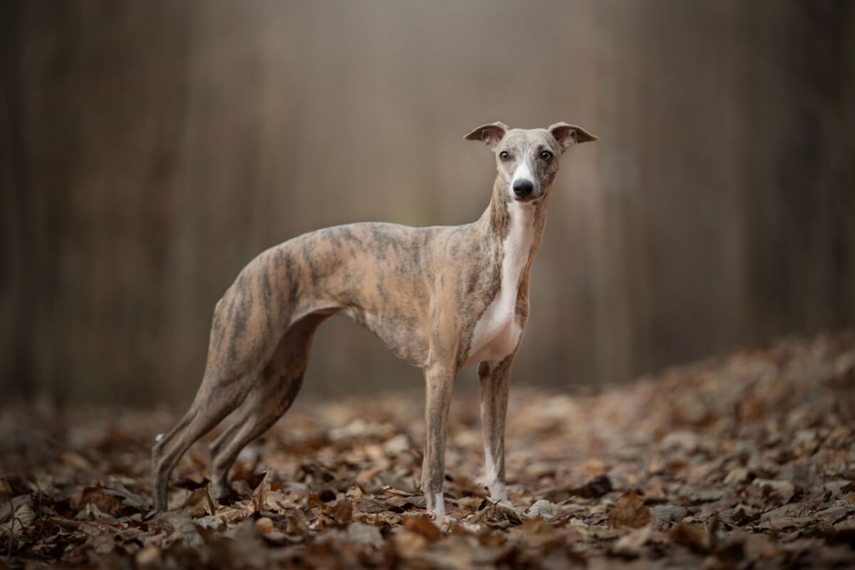 Whippet rasehund