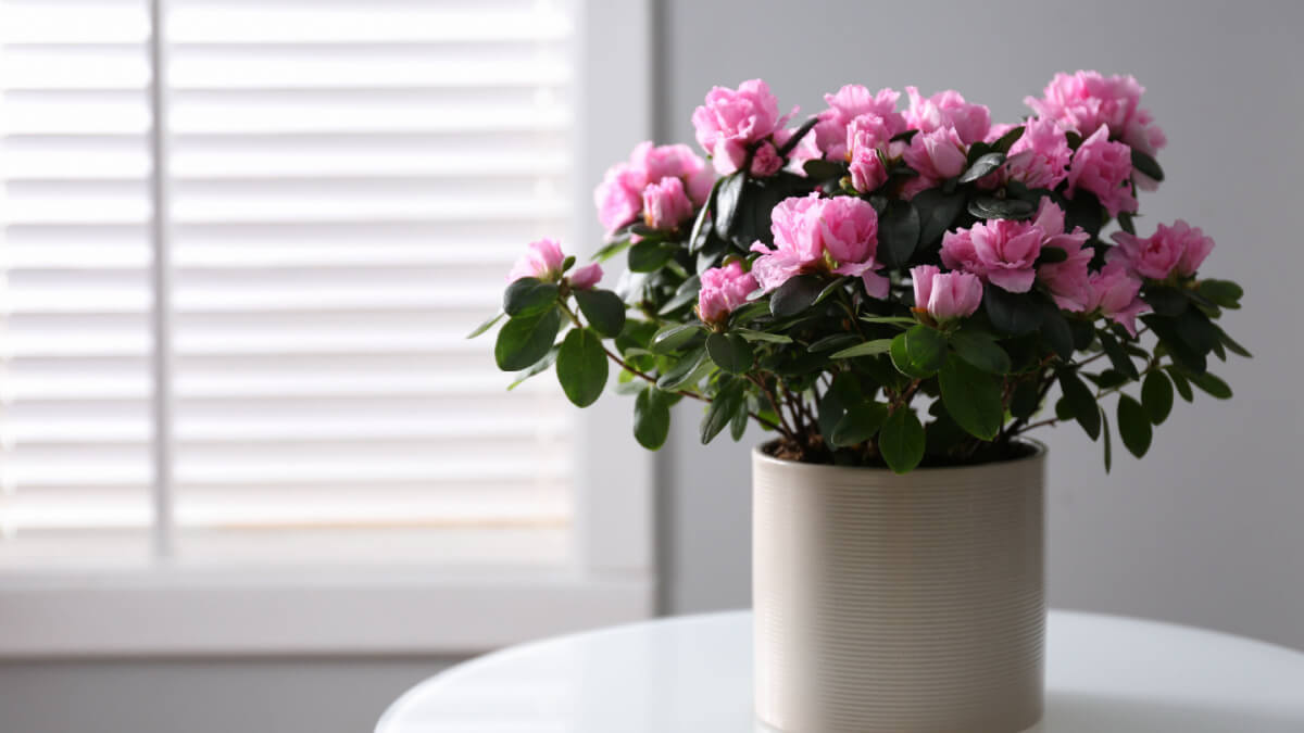 Klar vase med rosa blomst azalea-plante på hvitt bord