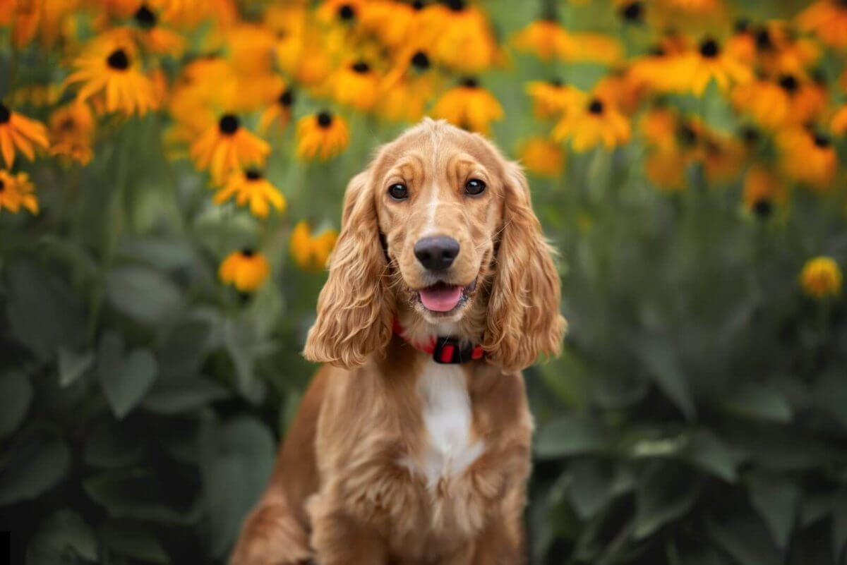 Cocker spaniel på en bakgrunn av solsikker