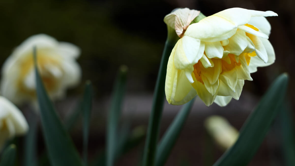 Gul narcissus blomst