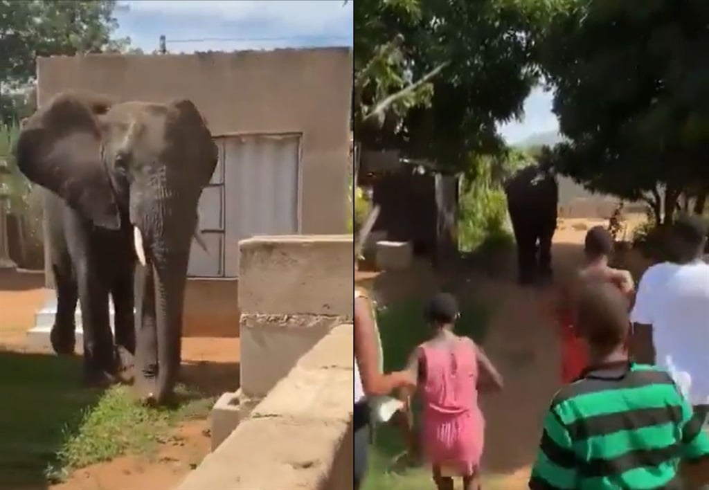 En elefant ble avlivet i en landsby i Mpumalanga etter å ha rømt fra Kruger nasjonalpark.