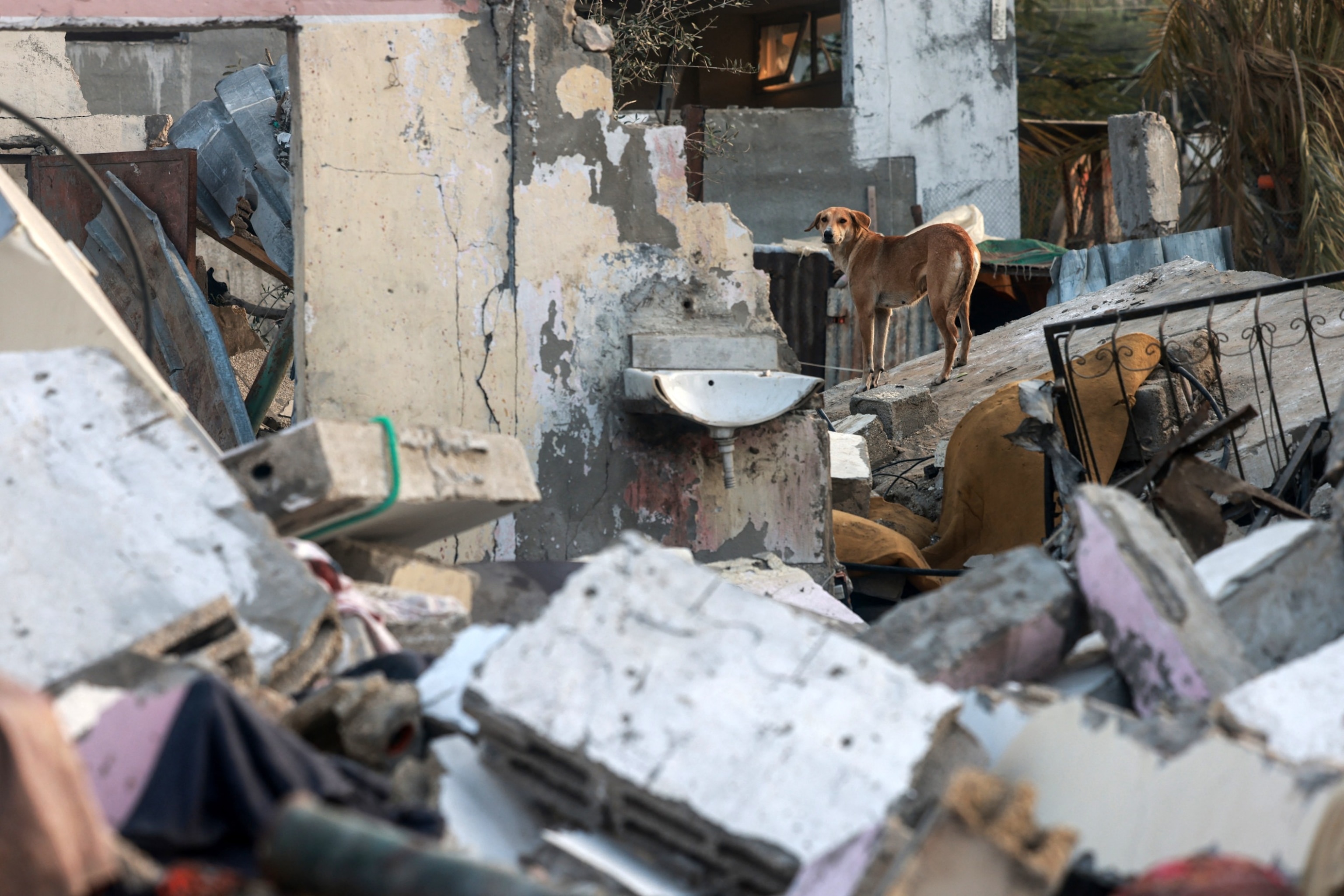 FOTO: Dette fotografiet tatt 1. januar 2024 viser en hund på toppen av ruinene til en kollapset bygning i Rafah på den sørlige Gazastripen, midt i de pågående kampene mellom Israel og den militante Hamas-gruppen. 