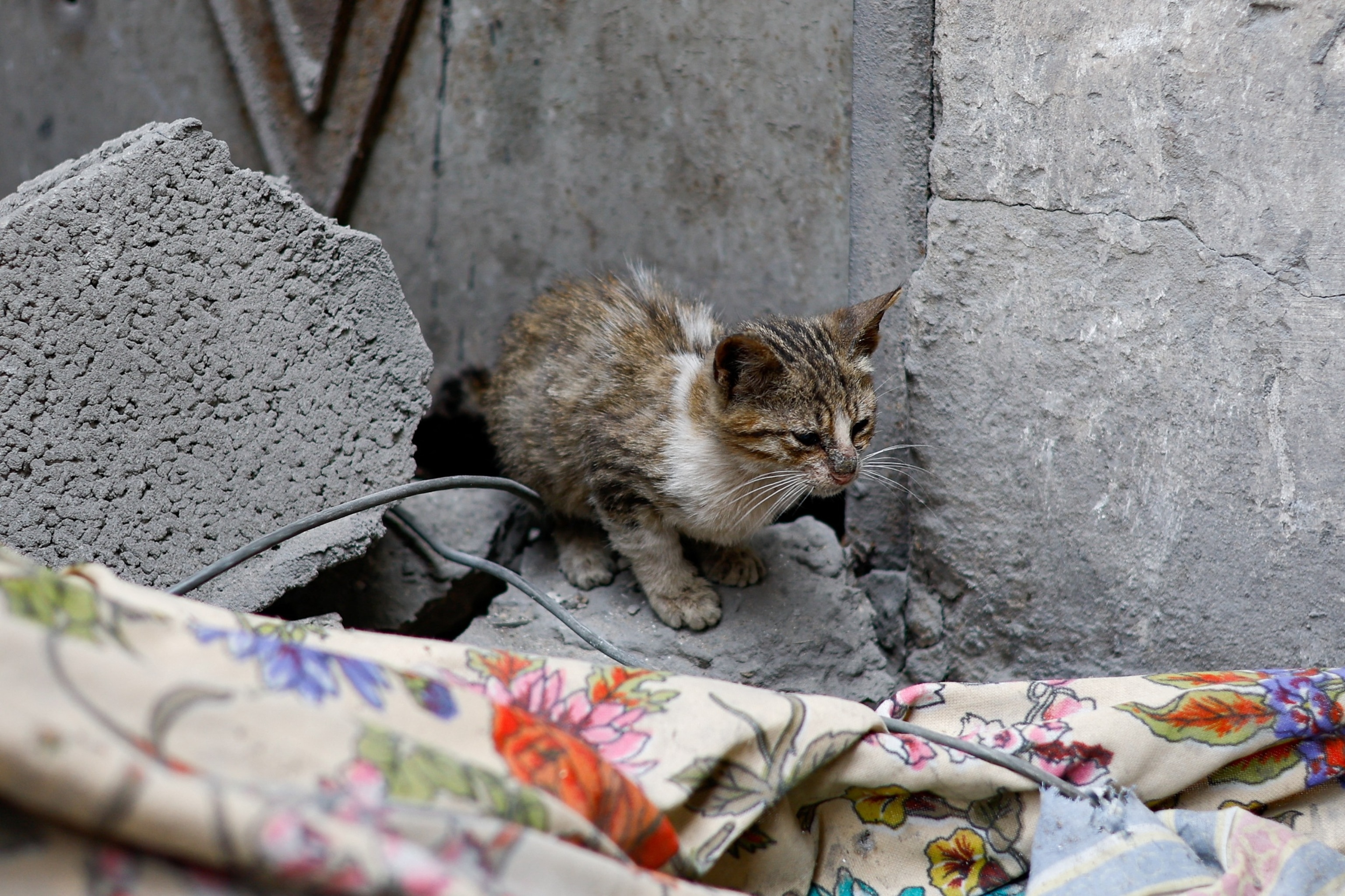 FOTO: En katt sitter på stedet for et israelsk angrep på et hus, midt i den pågående konflikten mellom Israel og den palestinske islamistgruppen Hamas, i Rafah på den sørlige Gazastripen, 17. januar 2024. 